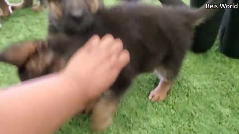 German shepered puppy