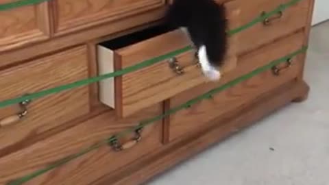 Funny Cat open and enter the drawer by itself