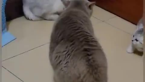 Funny cat video