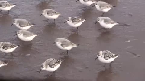 SANDERLINGS - Sandpipers in Motion - Piper - New Brunswick Canada Shore Birds