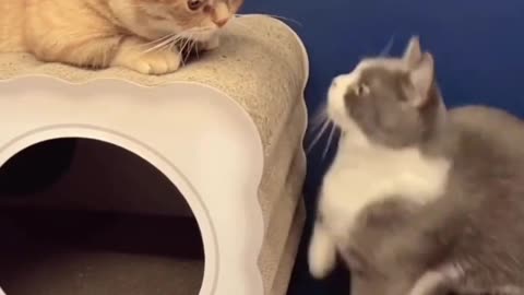 funnycatvideos, funnyanimalvideos, funniestcatsanddogs, funnyanimal