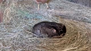 Cat Sits on Mother Hen's Eggs