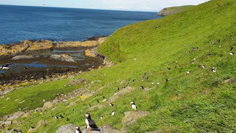 Playing guitar and a bit of singing with thousands of puffins on Shiant Islands, Scotland