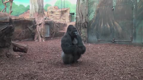 Gorille en colere (Zoo, AMNEVILLE- MOSELLE- FRANCE) lucky