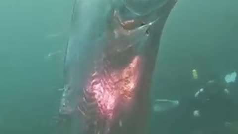 Deep Sea Fish Spotted by divers