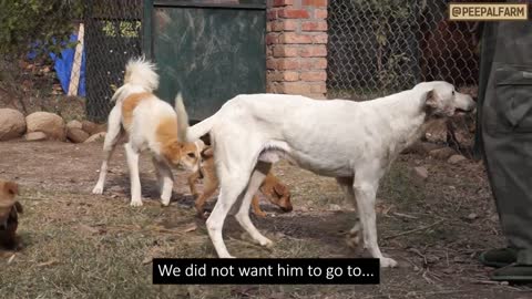 Rescuing DOGS Mans Bestfriend Part3
