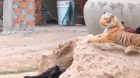 Lion prank|| dog prank|| funny videos