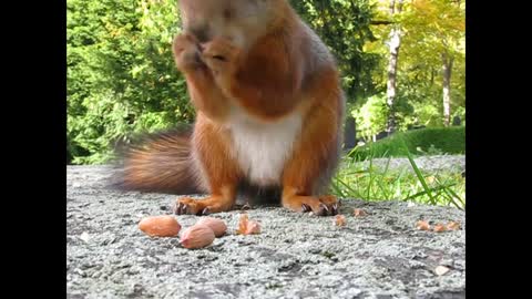Cute Hungry Squirrel- Nuts Destroyer!