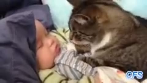Funny clips 🤣🤣 🖇️ video 2023 cute cats funny video