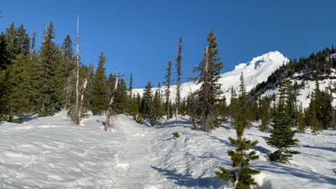 Views of the Peak while Exploring the Forest – Mount Hood – Oregon – 4K