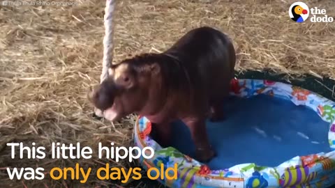 Baby Hippo Who Lost His Family Makes His First Friend