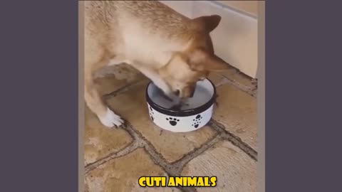 Funny Dog And Cat 😍🐶😻 Funniest Animals #211 Cuti Animals•38K views•1 day ago