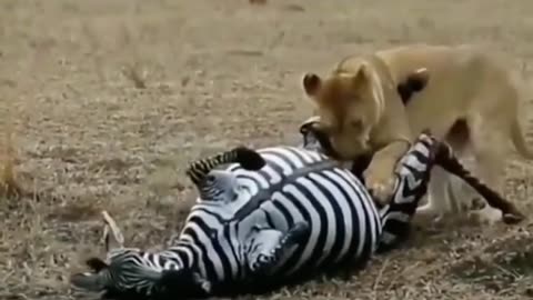 A zebra's penis was bitten by a lion😱😱