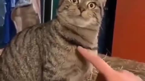 Funny cat videos/ terrifying look of cat