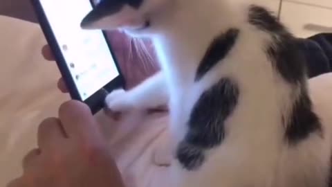 Cat - Funny videos - Funny Cat Videos - Tik Tok Cat - Tiktok Cat videos #Shorts