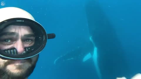 Giant Whale Jumps Out Of Nowhere - Incredibly Close Whale Encounters!-14