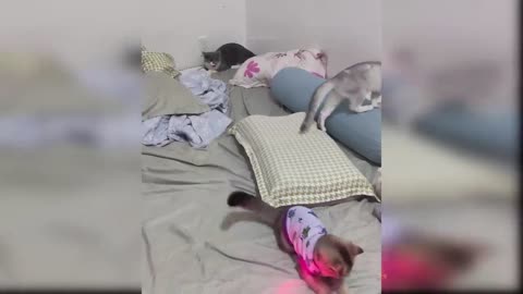 Baby cats very funny video