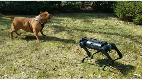 Dog Reactions to Robot Dog.