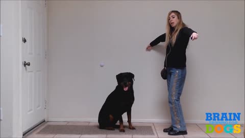 Train Your Dog to Pay Attention to You Despite Distractions - Brain Games For Dogs