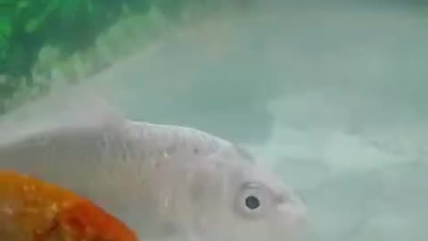 Fishs Swiming Beautifull Seen