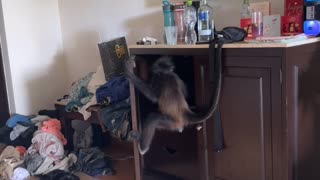 Monkey Invites Itself Into Hotel Room