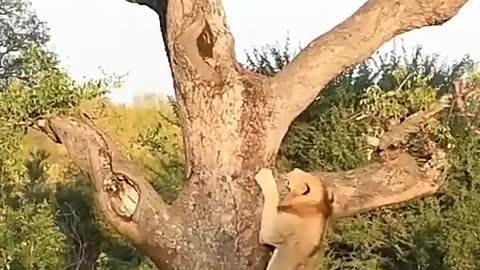 Amazing lion climbing tree