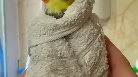 Funny cockatiel video lovely bird video