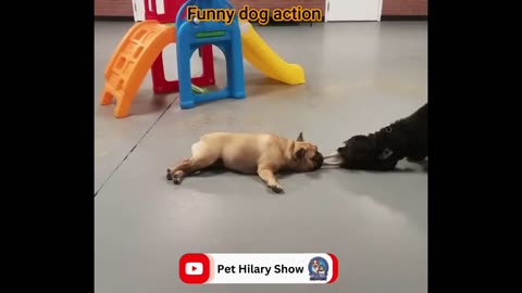 Funny Dog video #short #dog