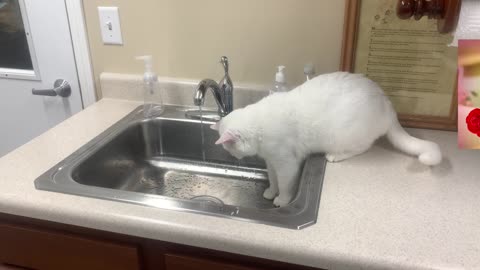 Casper being a goofball and playing in the water (again)