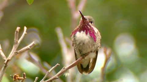 Sapphire-throated hummingbird