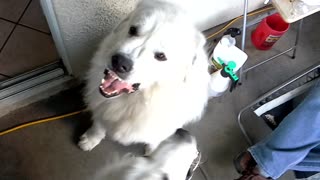 Albert the big white dog and Bella