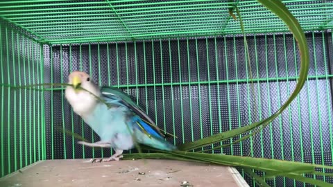 Macaw parrots being a good pet ; Birds video