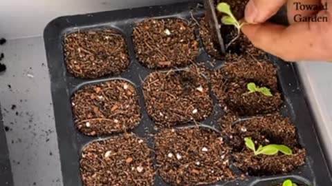 How to Grow Lettuce in a Container from Seed | Toward Garden Source