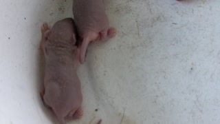 Baby Rats found in my garage