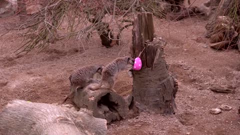 London Zoo animals enjoy Easter treats