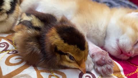 Chicks feel happy when sleeping with kittens