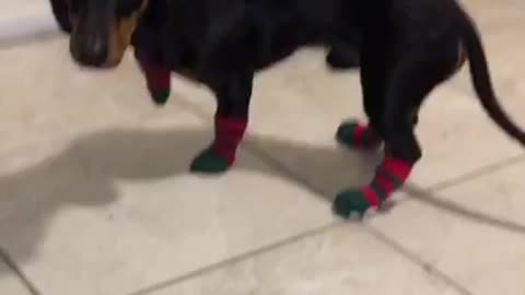 Maxwell’s first time wearing socks