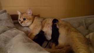 Mother Cat Mimi Giving Birth to 3 kittens