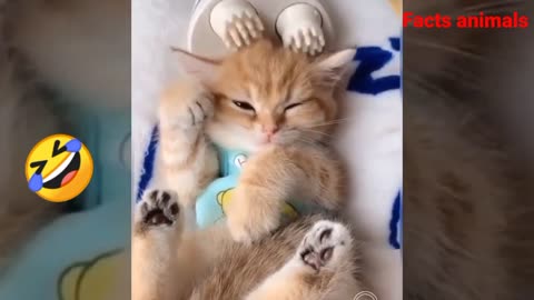 baby cat funny and cute videos 2024