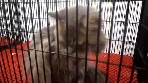 Persian Cat | Lalukhet Birds, pets dogs, cats Market Karachi | Beautiful Video | Birds and Animals