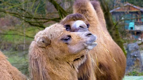 CAMELS