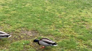 How the duck scares away a running duck