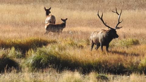 Pressure Expelled from Bull Elk Nostrils is Impressive