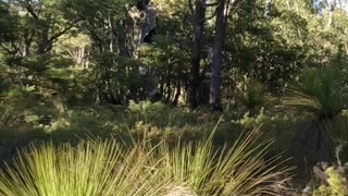 Summers Morning Hike On The Robin Ramble Trail Too