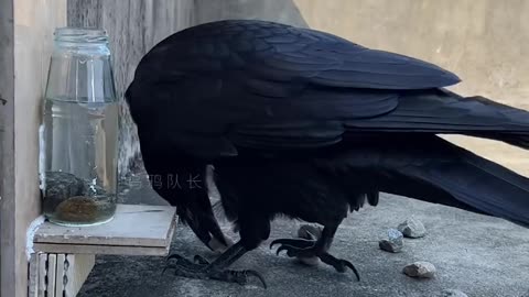 Smart Raven...