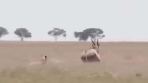 Waild Animals Hunting