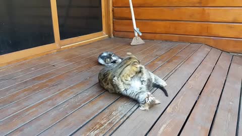 The mother cat cleans her kittens by licking their body