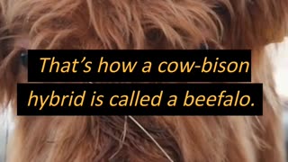 What is beefalo?