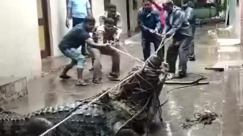 Gigantic Crocodile Sweeps into Residential Area During Rains in Uttar Pradesh