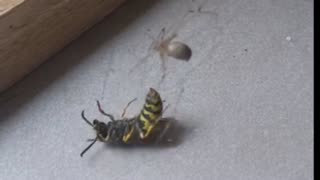 Daddy longlegs spider takes down Wasp